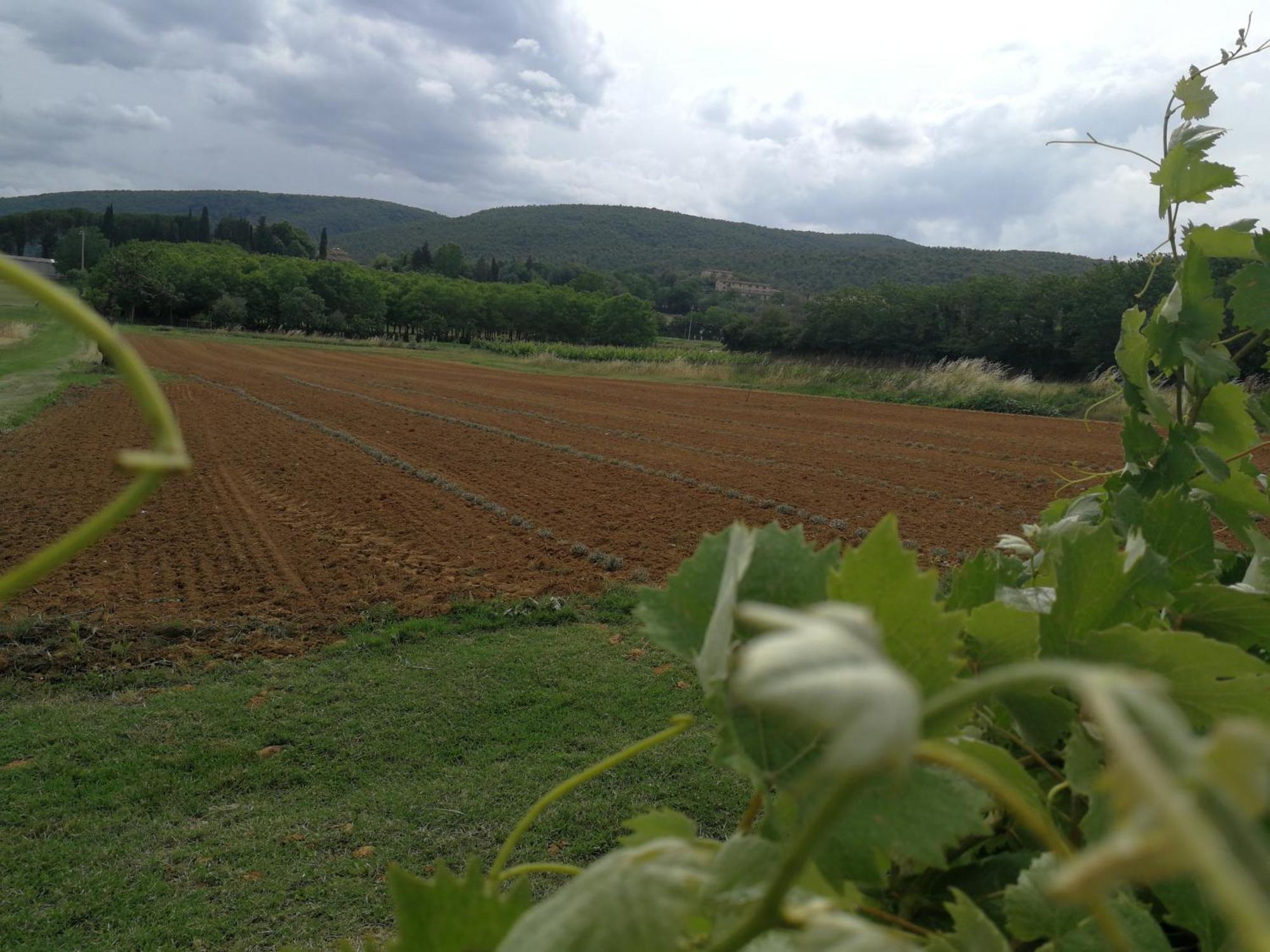 Claudia Vacanza Toscana - Appartamento Melograno -10 Min Da Siena Sovicille Oda fotoğraf