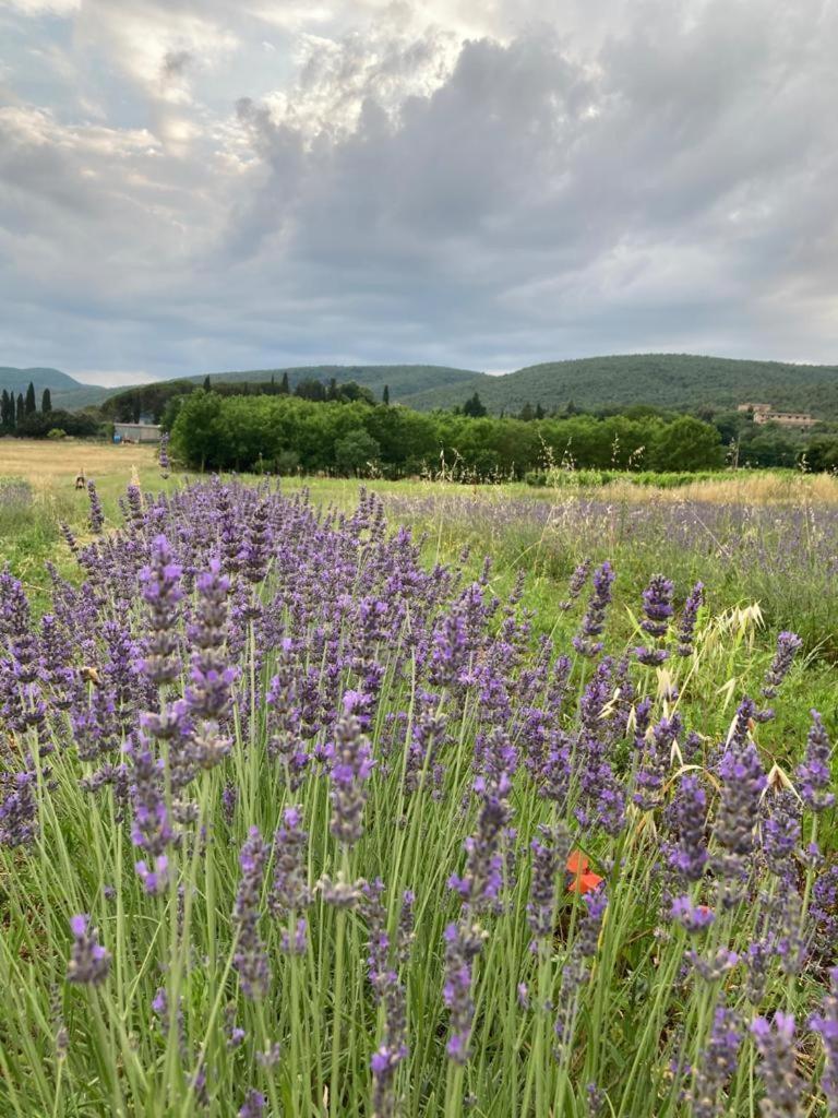 Claudia Vacanza Toscana - Appartamento Melograno -10 Min Da Siena Sovicille Dış mekan fotoğraf