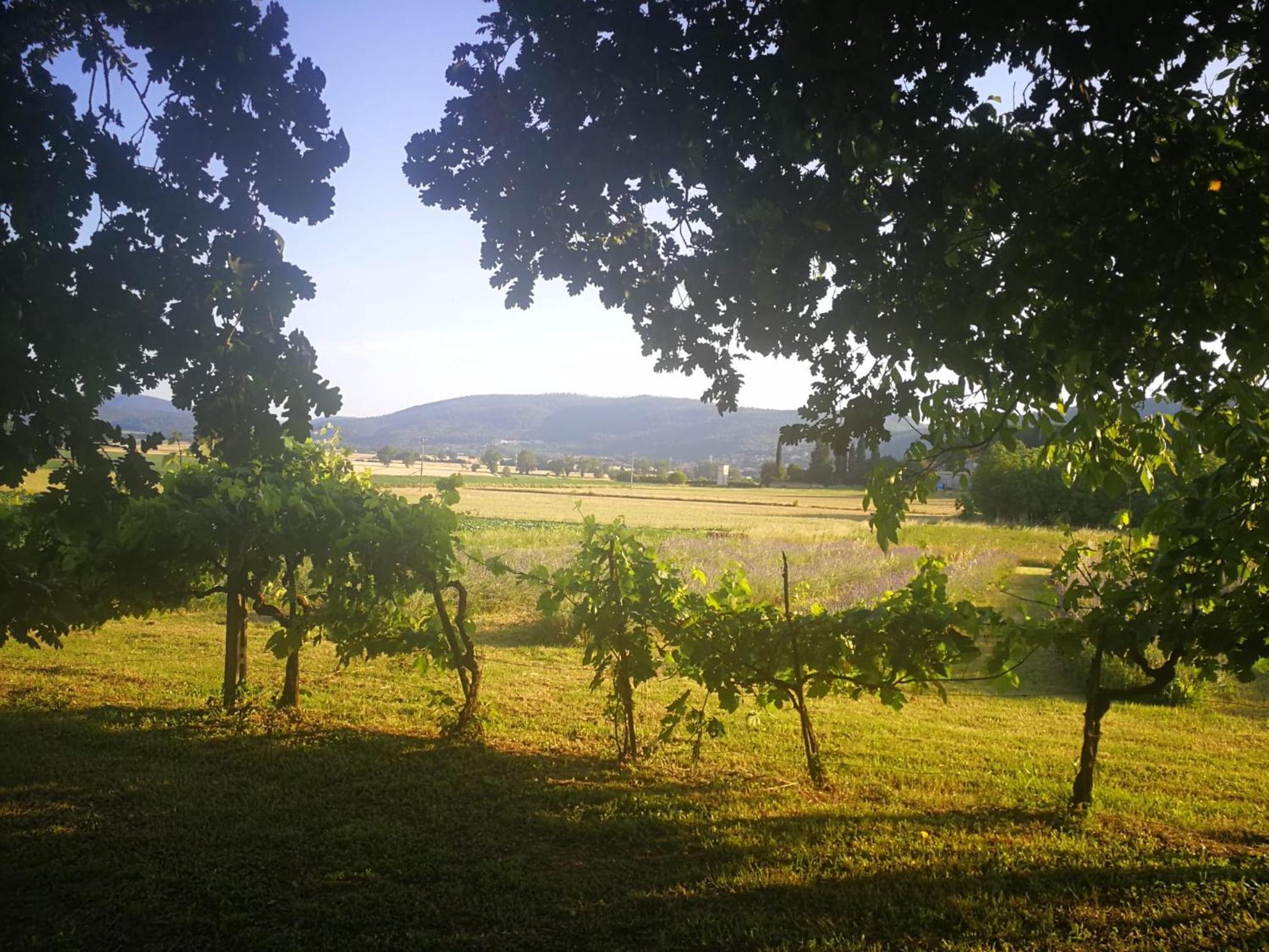 Claudia Vacanza Toscana - Appartamento Melograno -10 Min Da Siena Sovicille Dış mekan fotoğraf